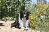 BORDER COLLIE 200